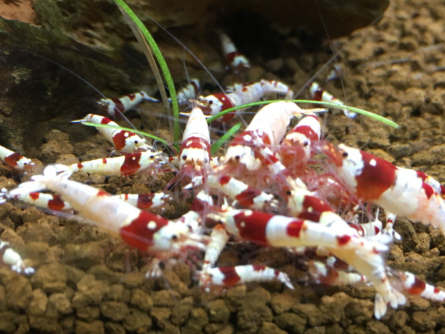 Mulberry Pellets