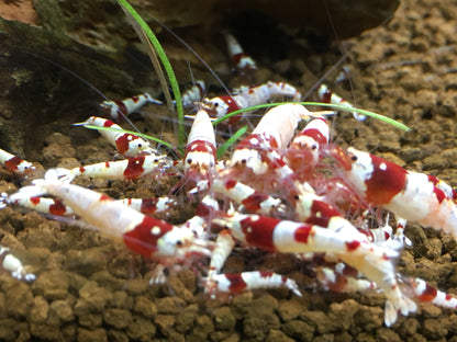 Mulberry Pellets