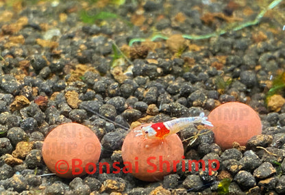 Shrimp Accessories - Shrimp Mineral Balls