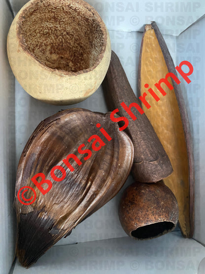 Botanicals Pod Box 2 - for shrimp, fish, frogs, spiders, etc.