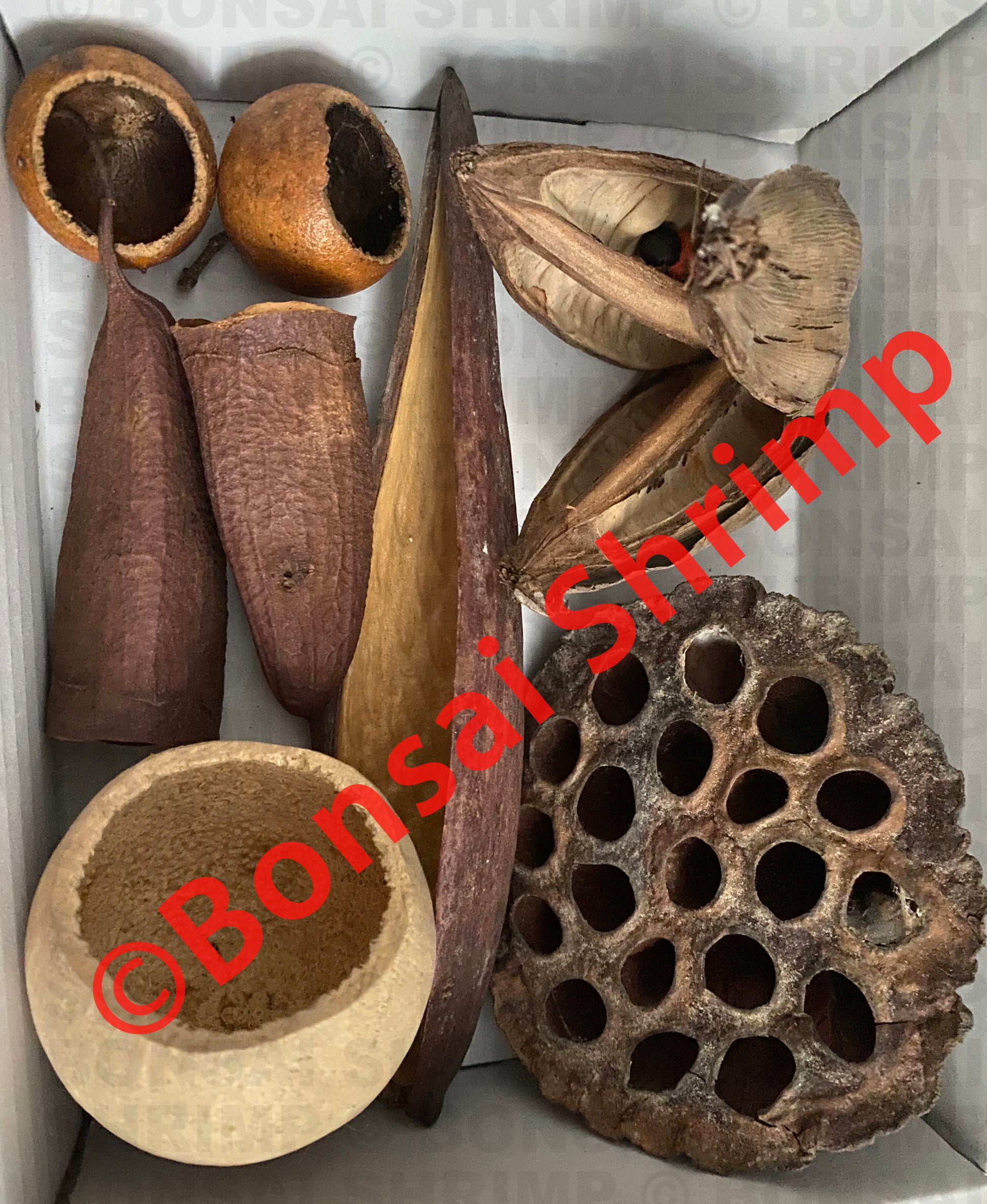 Botanicals Pod Box 5