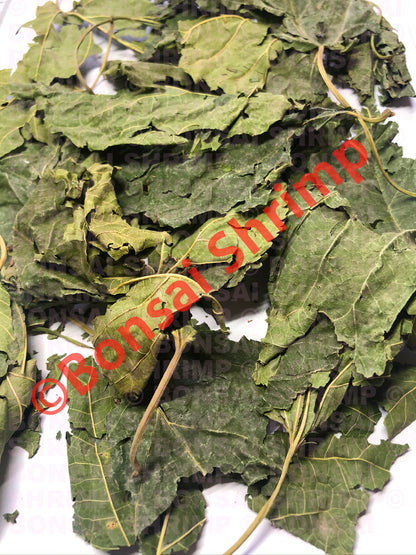 Shrimp Food - Dried Mulberry Leaves