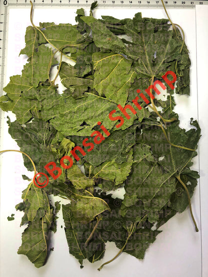 Shrimp Food - Dried Mulberry Leaves