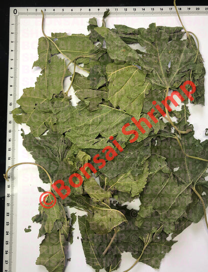 Shrimp Food - Dried Mulberry Leaves