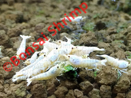 Shrimp Food - Energy