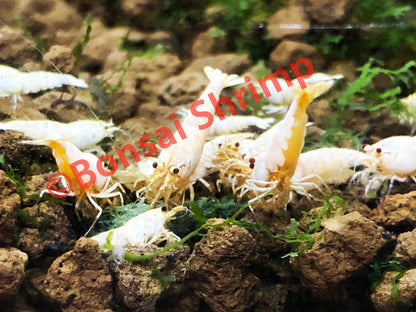 Shrimp Food - Energy