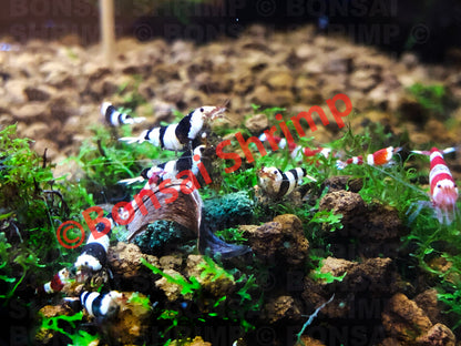 Shrimp Food - Energy