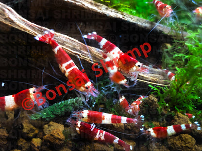 Shrimp Food - Energy