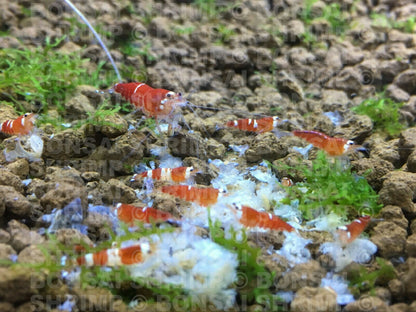 Shrimp Food - Snowflake