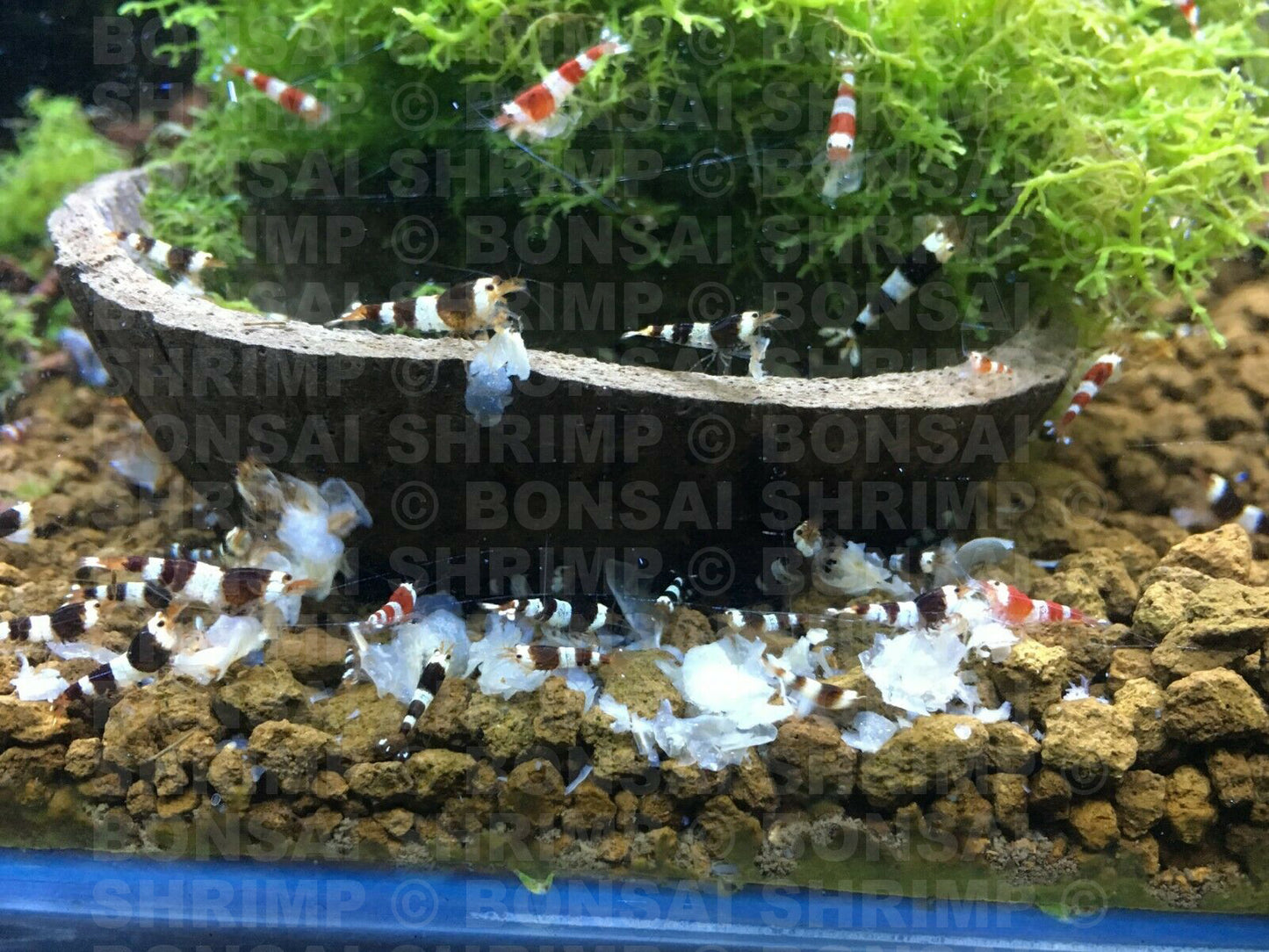 Shrimp Food - Snowflake