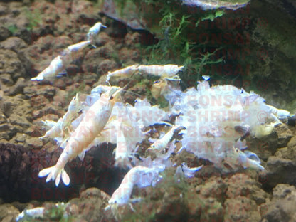 Shrimp Food - Snowflake