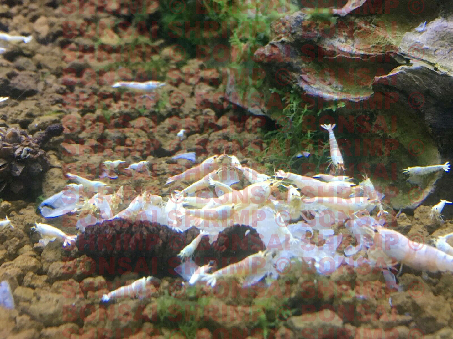 Shrimp Food - Snowflake