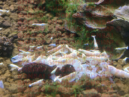 Shrimp Food - Snowflake