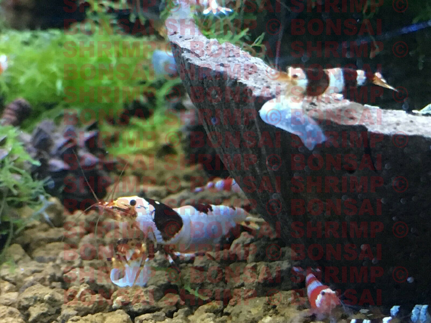 Shrimp Food - Snowflake