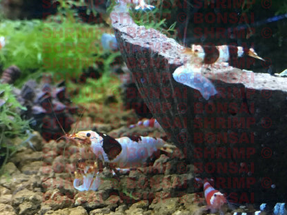 Shrimp Food - Snowflake