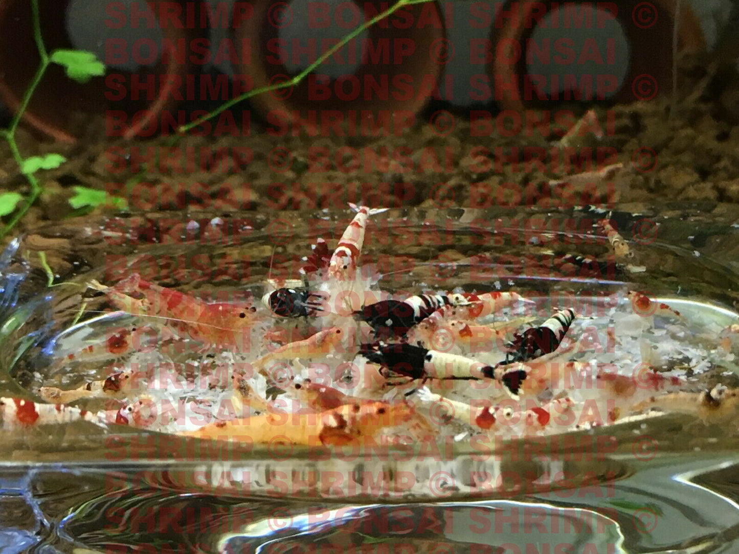 Shrimp Food - Snowflake