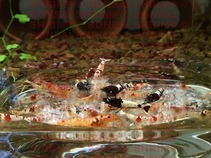 Shrimp Food - Snowflake