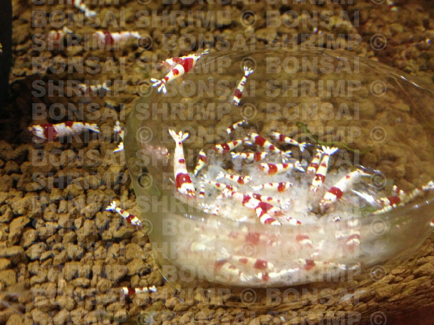 Shrimp Food - Snowflake